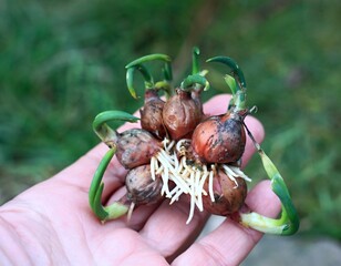 Rooting of  multi-tiered  onion known as Allium poliferum or Allium cepa. Rooting air bulbs can be used for cultivation tasty green onion.