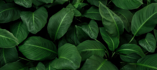 abstract green leaf texture, nature background, tropical leaf	
