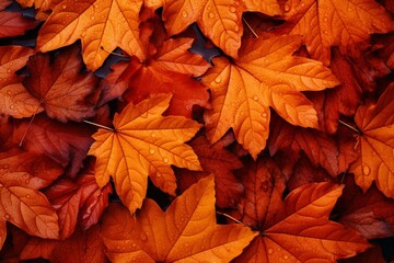 Naklejka na ściany i meble Background group autumn orange leaves.