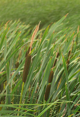 A lot of stems from green reeds. Unmatched reeds with long stems