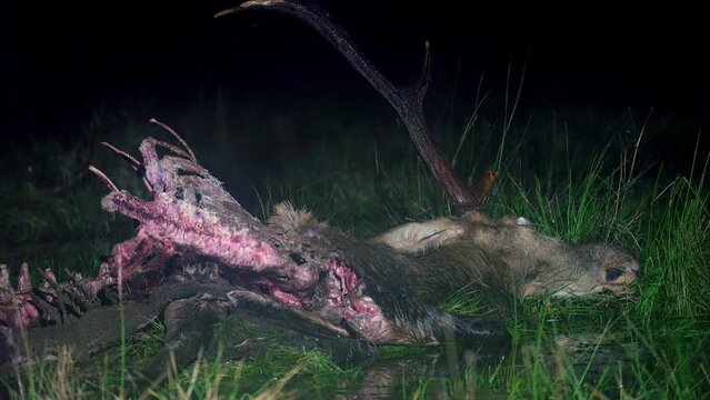 Dead red deer, with antlers, Cervus elaphus, at night killed by wolves, canis lupus. Dead buck lays on ground in meadow. European nature.