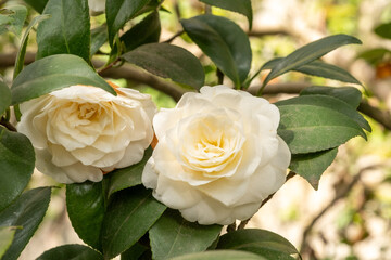 Camelia japonica Alba Plena Detail Blüte
