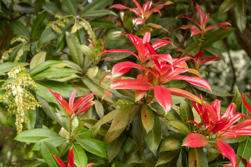 Pieris formosa Detaiul Blatt im Austrieb