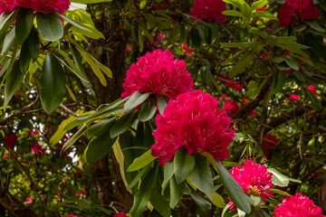 Rhododendron arboreum Sir Robert Peel Detail Blüte
