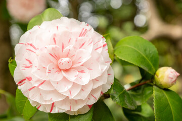 Camelia japonica Principessa Clotilde Detail Blüte
