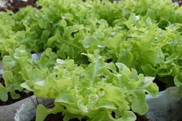 Fresh organic green oak lettuce growing on a natural farm. - 704458013