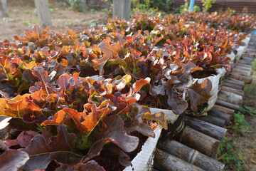 Fresh organic red oak lettuce growing on a natural farm. - 704458028
