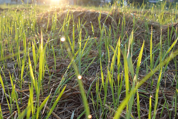 grass flower with sunset evening light background - 704458042