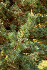 Pinus parviflora Mädchenkiefer Detail Austrieb