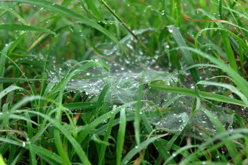 water drops on the green grass close up - 704458074