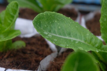Fresh organic green cos lettuce growing on a natural farm. - 704458076