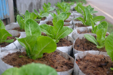 Fresh organic green cos lettuce growing on a natural farm. - 704458092