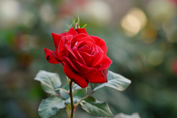 The red rose, complete with its stem, embodies the timeless symbol of love and passion. Its vibrant red hue signifies deep affection, desire, and romance. This iconic flower, with its velvety petals a