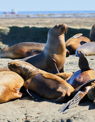 Fototapeta premium Puerto Madryn