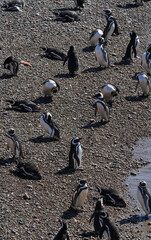 Fototapeta premium Puerto Madryn Argentina