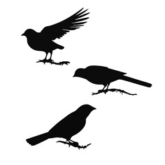 Vector Collection of Bird Silhouettes