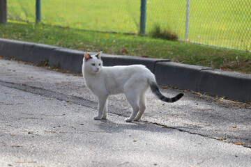 Beautiful Cats