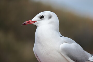 ユリカモメのクローズアップ　