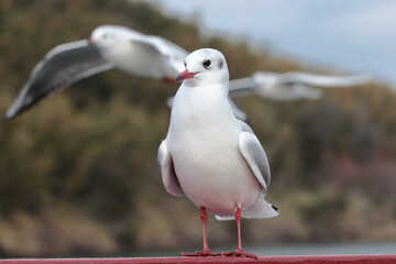 海辺で羽を休める白色の鳥の群れ　クローズアップ　ユリカモメ　