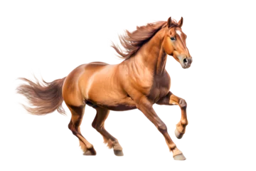Foto op Aluminium Brown running horse isolated on white background © D85studio