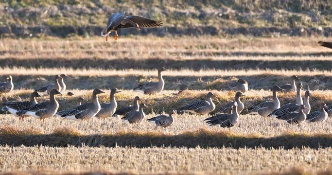 Bean geese landing on thier feeding ground.