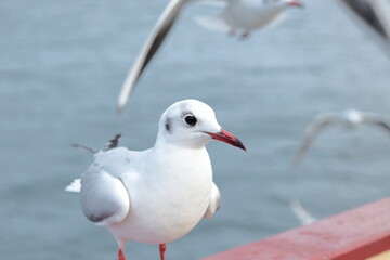 海辺で羽を休める白色の鳥　クローズアップ　ユリカモメ