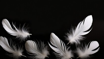 group of soft and light white feathers floating in the dark feather abstract on black background