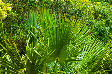 Beautiful tropical chit palm tree in the jungle Coba Mexico.