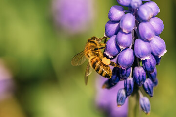 Makroaufnahme einer Biene auf einer Blume