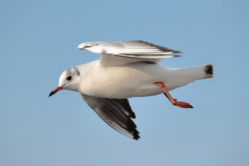 飛んでいるユリカモメのおなか