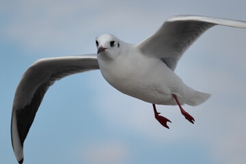 飛びながらカメラを見るユリカモメ