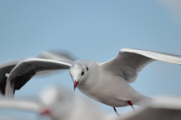 飛びながら下を向くユリカモメ