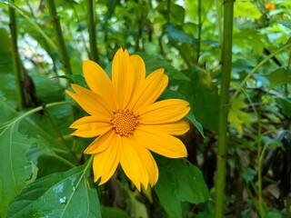 Tithonia diversifolia is a species of flowering plant in the family Asteraceae that is commonly known as the tree marigold