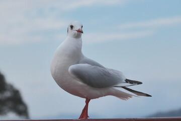 海辺で羽を休める白色の鳥