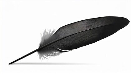 single black feather isolated on white background swan feather