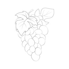 Grape silhouette. Grape bunch and leaves. Natural product. Healthy eating and diet. Design of greeting cards, posters, patches, prints on clothes, emblems. Sweet grapes.