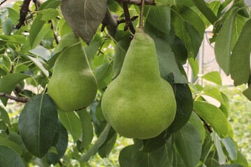 Ripe pears growing on tree in garden. Organic pears on tree branch. Gardening. Harvest concept....