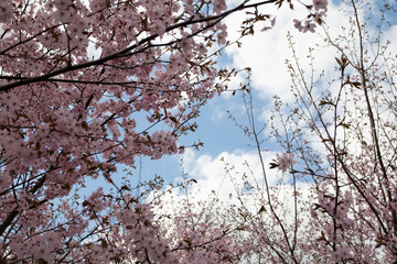This horizontal photo captures the breathtaking beauty of spring in a cherry blossom garden. The delicate sakura flowers adorn the tree against a vivid blue sky
