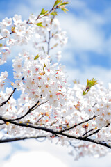 vertical photo, a tree branch adorned with white blossoms stands against a vivid blue sky, creating springtime scene. The clear background provides ample copy space