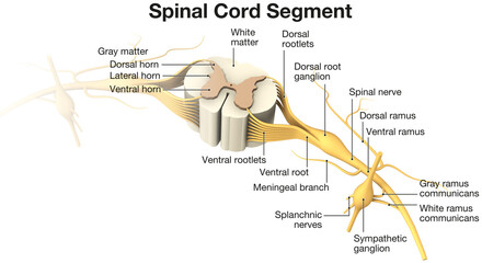 Spinal Cord Segment. Labeled 3D illustration - obrazy, fototapety, plakaty