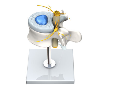 Model of a healthy lumbar vertebra with disc and spinal cord. D Illustration