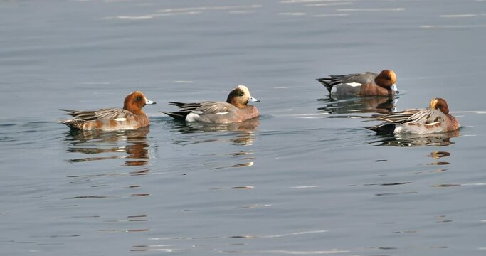 Three Eurasian wigeon drakes and one cross breed drake (between Eurasian wigeon and American wigeon)  on the water