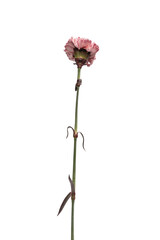 Pink carnation flower isolated on a white background.