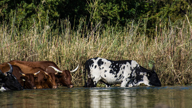 Nguni cattle drinking in river