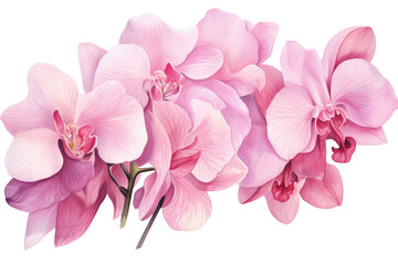Fototapeta na wymiar Pink orchid petals watercolor illustration isolated. Postcards and greeting cards design.