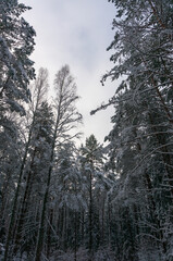 A picturesque view of a snow-covered pine forest. Winter forest. .
