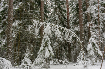 A picturesque view of a snow-covered pine forest. Winter forest. 