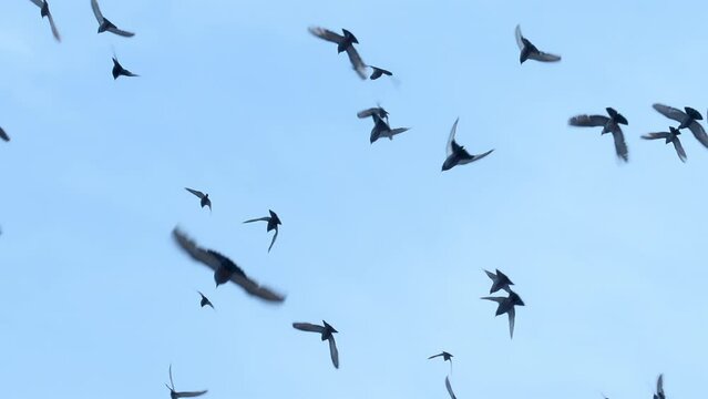 Large Flock of Birds. A flock of birds against the sky. Gradually increasing the number of birds. Slow Motion