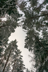 A picturesque view of a snow-covered pine forest. Winter forest. 
