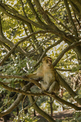 squirrel in the tree